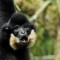 Yellow-cheeked Gibbon, (Nomascus gabriellae)