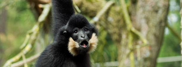 Yellow-cheeked Gibbon, (Nomascus gabriellae)