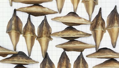 TR - 1003TROI25 - Mushrooms - grid 001